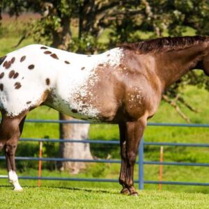 2 WEEK GUARANTEE!!! Johnny Ringo - Platinum Equine Auction