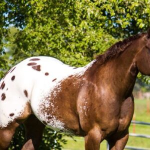 2 WEEK GUARANTEE!!! Johnny Ringo - Platinum Equine Auction
