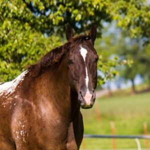 2 WEEK GUARANTEE!!! Johnny Ringo - Platinum Equine Auction