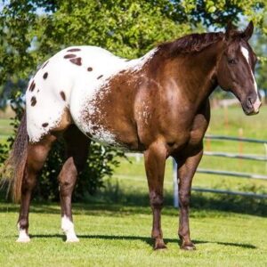 2 WEEK GUARANTEE!!! Johnny Ringo - Platinum Equine Auction