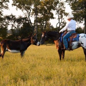 2 WEEK GUARANTEE!!! Johnny Ringo - Platinum Equine Auction