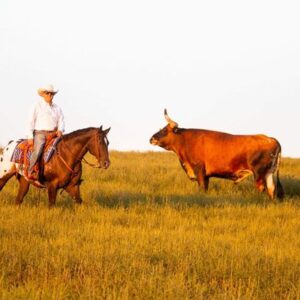 2 WEEK GUARANTEE!!! Johnny Ringo - Platinum Equine Auction