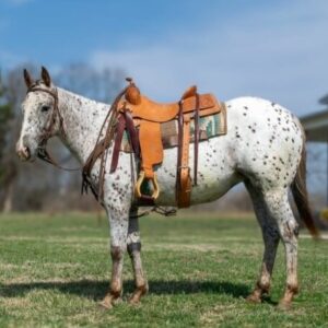 Abby - Platinum Equine Auction