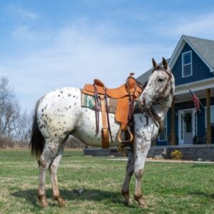 Abby - Platinum Equine Auction