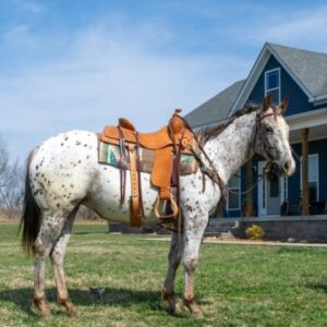 Abby - Platinum Equine Auction