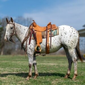 Abby - Platinum Equine Auction
