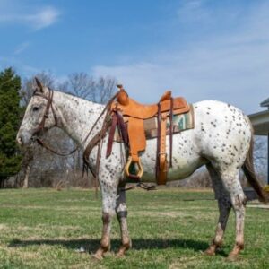 Abby - Platinum Equine Auction