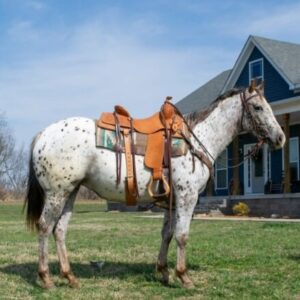 Abby - Platinum Equine Auction