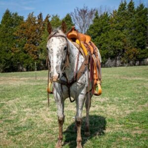 Abby - Platinum Equine Auction