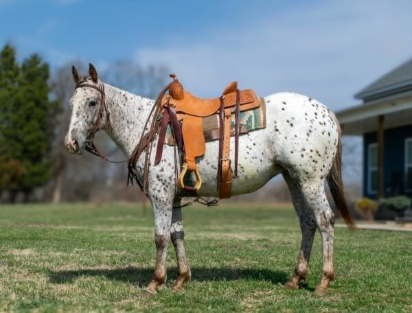 Abby - Platinum Equine Auction
