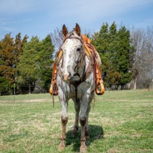 Abby - Platinum Equine Auction