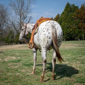 Abby - Platinum Equine Auction