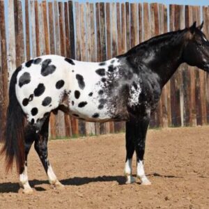 Ace of Spades - Platinum Equine Auction