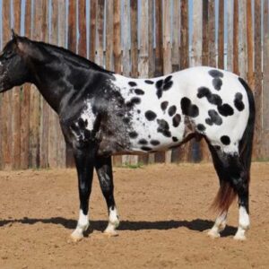 Ace of Spades - Platinum Equine Auction