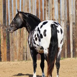 Ace of Spades - Platinum Equine Auction