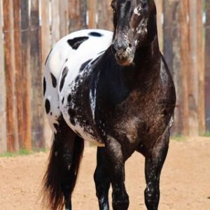 Ace of Spades - Platinum Equine Auction