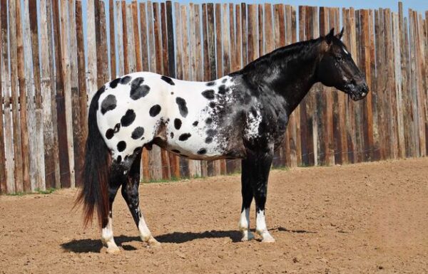 Ace of Spades - Platinum Equine Auction