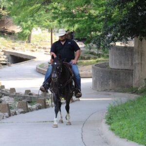 Ace of Spades - Platinum Equine Auction