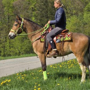 ALLROUND- Freizeit-Wanderreiten