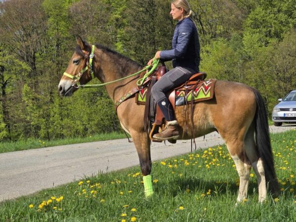 ALLROUND- Freizeit-Wanderreiten