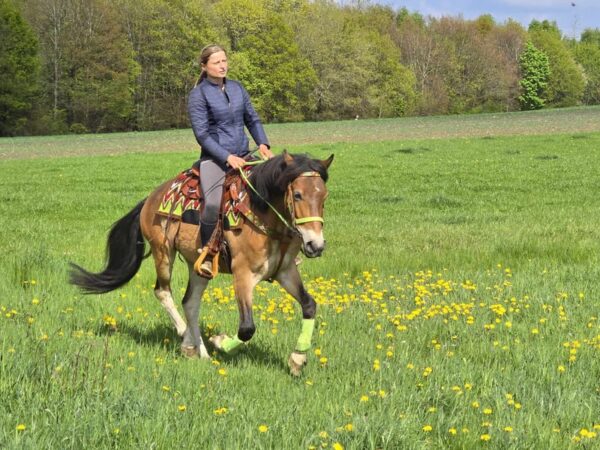 ALLROUND- Freizeit-Wanderreiten