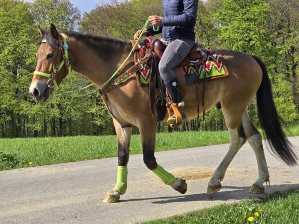 ALLROUND- Freizeit-Wanderreiten