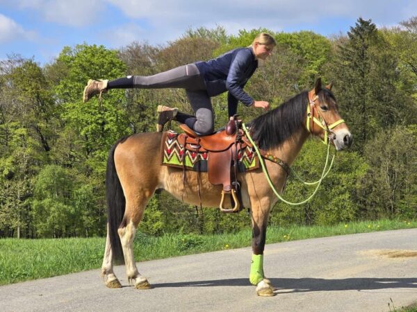 ALLROUND- Freizeit-Wanderreiten
