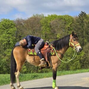 ALLROUND- Freizeit-Wanderreiten