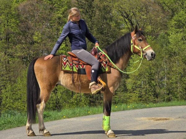 ALLROUND- Freizeit-Wanderreiten