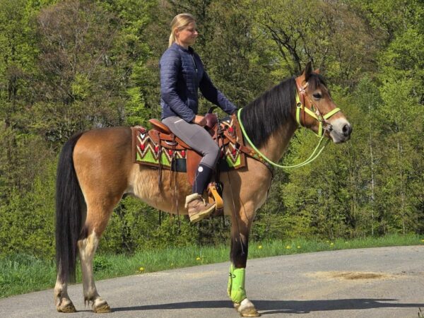 ALLROUND- Freizeit-Wanderreiten