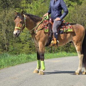 ALLROUND- Freizeit-Wanderreiten