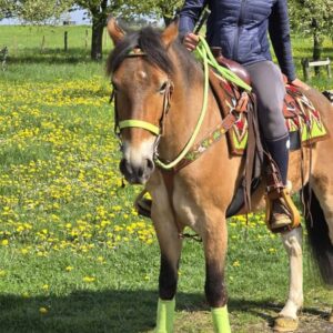 ALLROUND- Freizeit-Wanderreiten