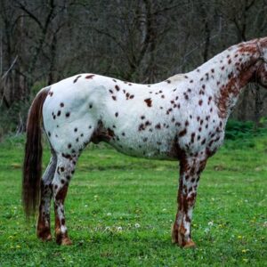 Amaretto - Platinum Equine Auction