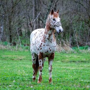 Amaretto - Platinum Equine Auction