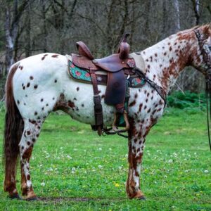 Amaretto - Platinum Equine Auction
