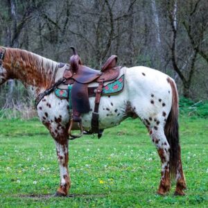 Amaretto - Platinum Equine Auction