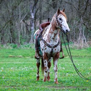 Amaretto - Platinum Equine Auction
