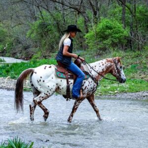 Amaretto - Platinum Equine Auction