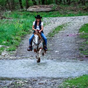 Amaretto - Platinum Equine Auction