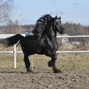 Amazing Friesian stallion