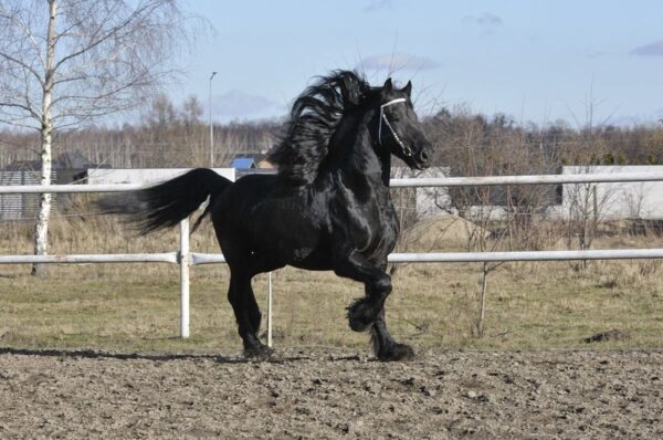 Amazing Friesian stallion