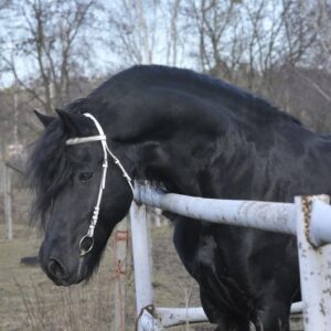 Amazing Friesian stallion