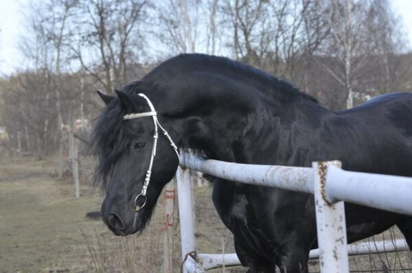 Amazing Friesian stallion