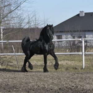 Amazing Friesian stallion