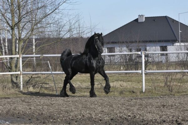 Amazing Friesian stallion