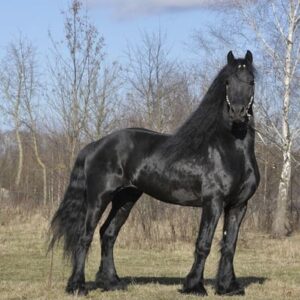 Amazing Friesian stallion