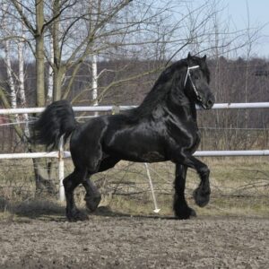 Amazing Friesian stallion