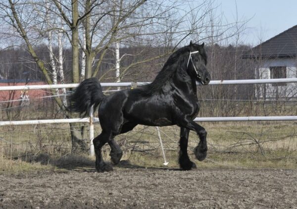 Amazing Friesian stallion