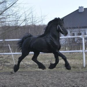 Amazing Friesian stallion