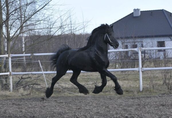 Amazing Friesian stallion